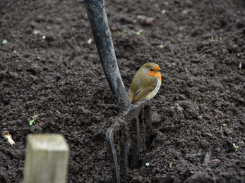 Robin sitting on a rake in soil