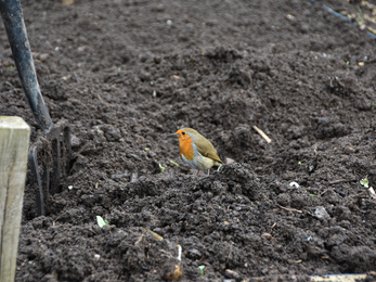 A robin stood in soil near rake