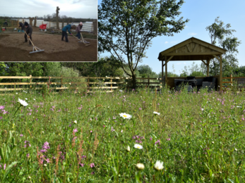 before and after wildflower meadow