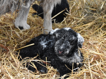 Newborn herdwick lamb lay on hay