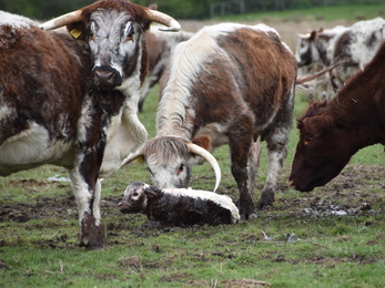 Newborn longhorn calf on the ground with cows around it