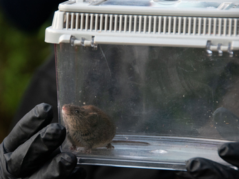 bank vole in viewing box