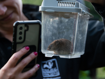 woman taking a picture of a bank vole in box