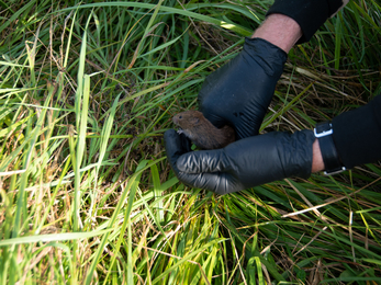 bank vole climbing out of a hand into grass