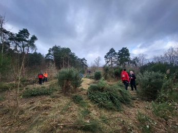 people removing gorse in a forest