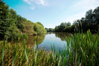 A lake view by a reed bed at Skylarks Nature Reserve