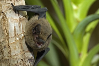 Common pipistrelle bat cpt Sue Charlton