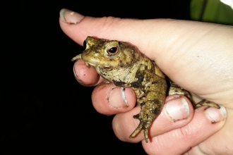 Keeping it Wild helping toads cross the road in Strelley