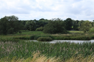 Aldercar Flash Reed bed and pond view
