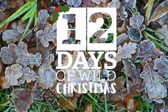 12 Days of Wild Christmas logo