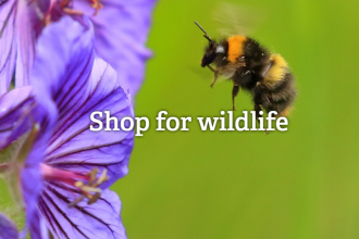 Shop for wildlife and bumblebee