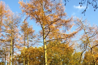 Ploughman Wood in autumn