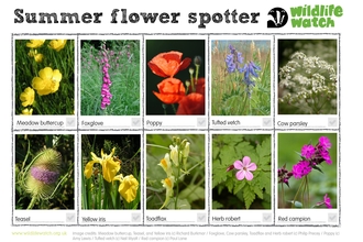 Summer flower spotter sheet with photos and tickboxes. Meadow buttercup, foxglove, poppy, tufted vetch, cow parsley, teasel, yellow iris, toadflax, herb robert, red campion. 