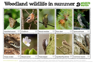 Woodland wildlife in summer spotter sheet. Photos and tick boxes. Speckled wood butterfly, chaffinch, wood warbler, roe deer, sparrowhawk, grass snake, wood-sorrel, treecreeper, spotted flycatcher, common lizard. 
