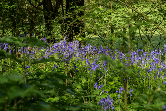 Bluebells in a sunlit woodland