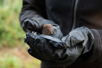 someone holding a bank vole with gloves 