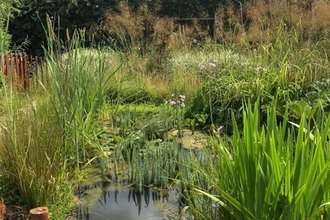 A stunning wildlife pond, full of activity