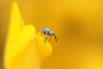 gorse weevil on yellow flower