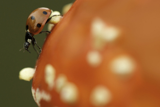 7-spot ladybird on fly agaric