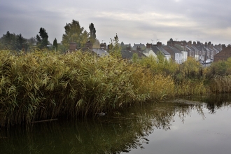 River with reedbed and housing in the background, The National Forest, UK 