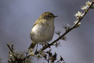 Chiffchaff perched on a blossoming branch