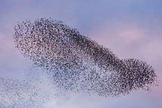 A murmuration of starlings (Sturnus vulgaris) coming in to roost at Shapwick, Somerset Levels, Somerset, England, UK - Guy Edwardes/2020VISION