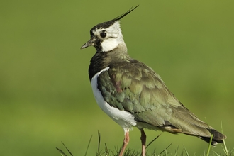 Lapwing adult in breeding plumage surrounded by grass