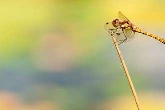 Common darter dragonfly {Sympetrum striolatum}, resting on reed by water's edge, Little Bradley Ponds, Bovey Tracy, Devon, UK. July 2011. - Ross Hoddinott/2020VISION
