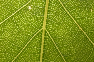 Silver birch leaf close-up