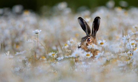 Brown hare in a meadow of oxeye daisies