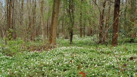 Wood Anemones Dyscarr Wood cpt NottsWT