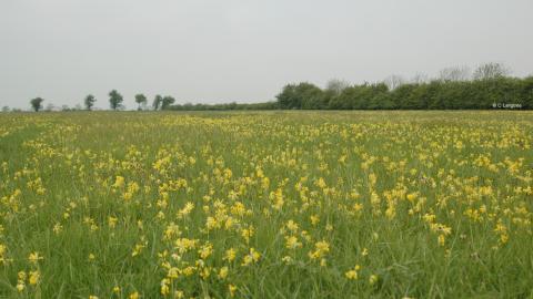 Ashton's Meadow Cowslips cpt C Langtree