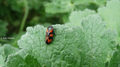 Red and Black Froghopper Cercopis Vulnerata Strawberry Hill Heath Notts WT cpt Sally Holmes