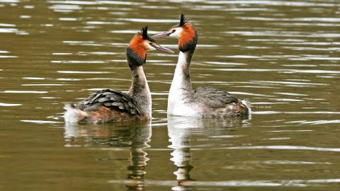 Great Crested Grebe cpt John Smith