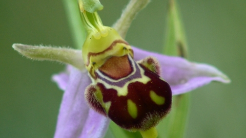Bee orchid Besthorpe (19) NottsWT cptRoy Vickers