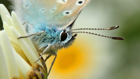 Common Blue Butterfly Notts WT cpt Jon Hawkins