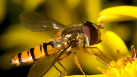 Hoverfly Notts WT cpt James Clay