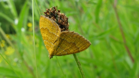 Yellow shell moth West Burton NottsWT cpt Viv Hayes