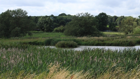 Aldercar Flash Reed bed and pond view