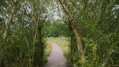 A view through the willow arch to the boardwalk at Idle Valley Nature Reserve