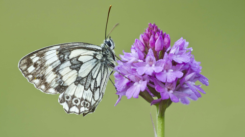 Marled White on Pyramidal Orchid