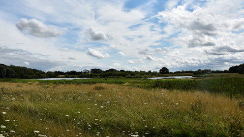 Wetland with wildflowers and blue skies