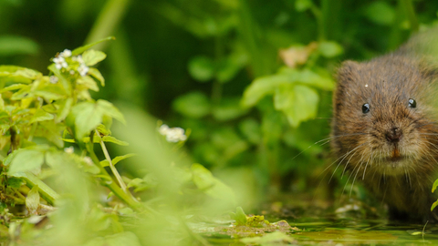 Water vole in undergrowth