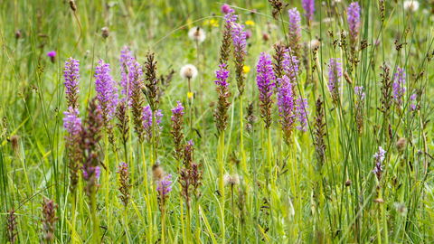 Orchids at Wildford Claypit