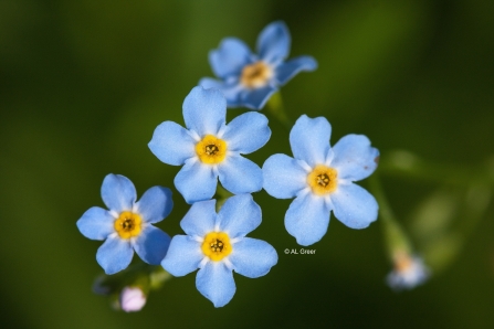 Forget Me Not Wilwell Farm Cutting cpt Al Greer