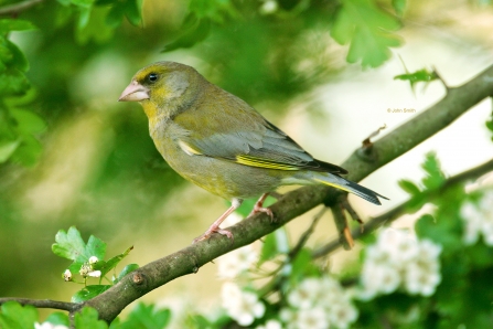 Greenfinch (1) NottsWT cpt John Smith