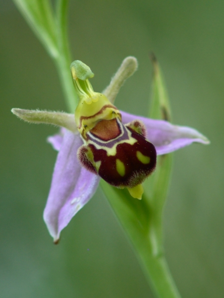 Bee orchid Besthorpe (19) NottsWT cptRoy Vickers