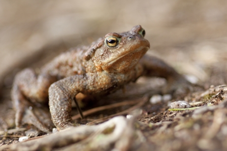 Common Toad Notts WT cpt Tom Marshall