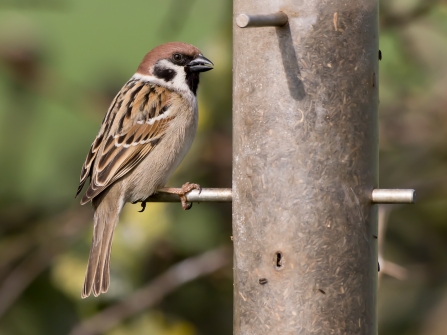 Tree Sparrow Notts WT cpt Andrew Parsons (2)