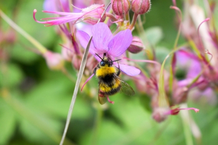 Bee on flower - cpt Heather Keetley